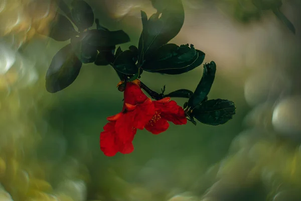 Mooie Rode Granaatappel Bloem Een Boom Tuin Een Lentedag Tegen — Stockfoto