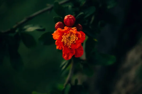 Beautiful red pomegranate flower on a tree in the garden on a spring day against a green background