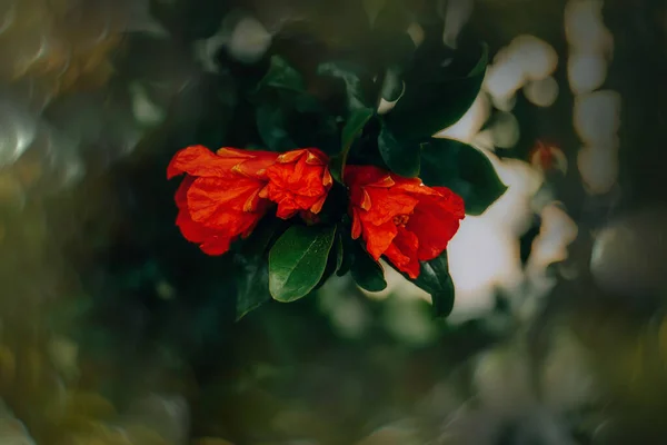 Güzel Kırmızı Nar Çiçeği Bir Bahar Günü Bahçedeki Bir Ağaçta — Stok fotoğraf