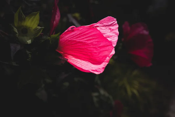 Schöne Große Rosa Natürliche Hibiskusblüte Auf Strauch Einem Sommertag — Stockfoto