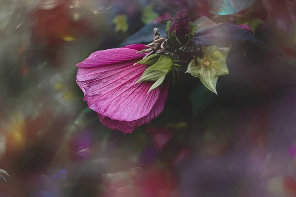 Bellissimo Grande Fiore Ibisco Naturale Rosa Arbusto Giorno Estate — Foto Stock