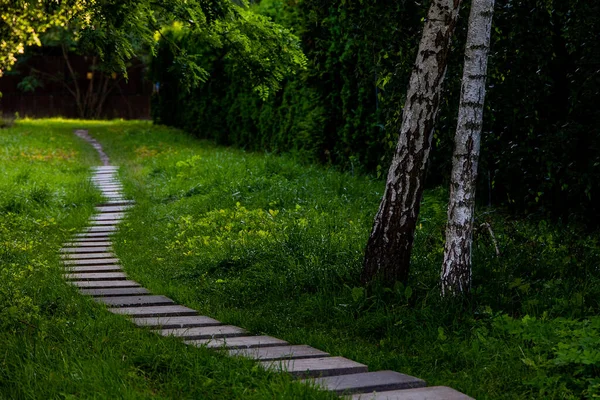 Hermoso Paisaje Verano Camino Piedra Entre Plantas Verdes Abedules — Foto de Stock