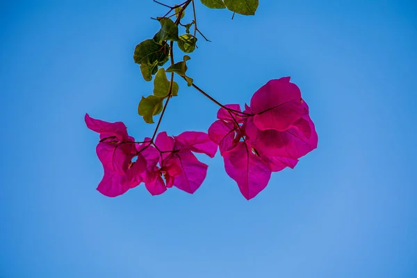 Красива Рожева Гілочка Квітами Баганвіліаса Тлі Блакитного Безхмарного Неба — стокове фото