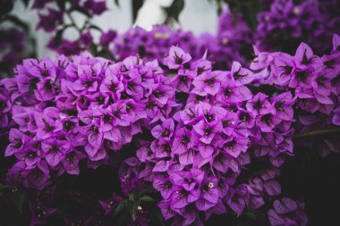 Güzel, narin, pembe bir begonvil çiçeği ılık bir bahar gününde ağaçta.