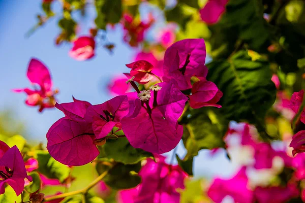 Piękny Delikatny Różowy Kwiat Bougainvillea Drzewie Ciepły Wiosenny Dzień — Zdjęcie stockowe