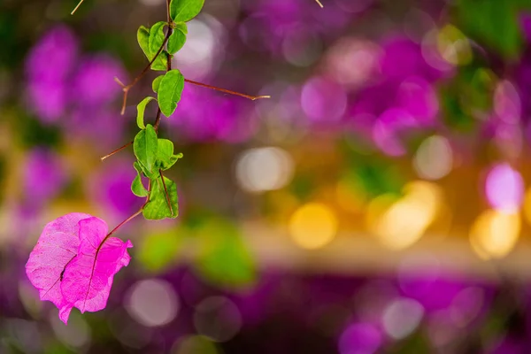Bela Flor Bougainvillea Rosa Delicada Uma Árvore Dia Primavera Quente — Fotografia de Stock