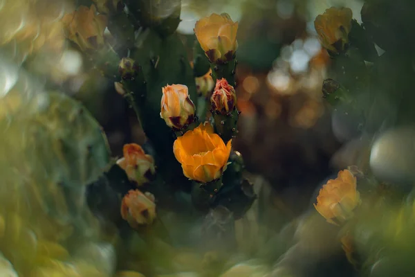 Beautiful Orange Prickly Pear Flower Cactus Garden Dark Green Background — Stock Photo, Image