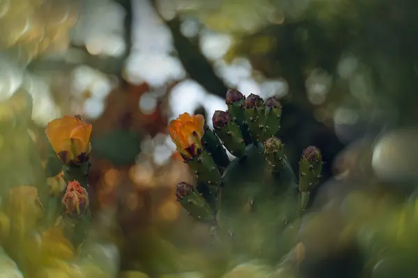 濃い緑色の背景の庭のサボテンに美しいオレンジ色の洋ナシの花 — ストック写真