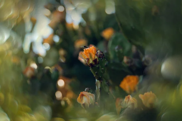 Piękny Pomarańczowy Kłujący Kwiat Gruszki Kaktusach Ogrodzie Ciemnozielonym Tle — Zdjęcie stockowe