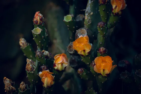 Schöne Orange Kaktusfeigenblüte Auf Einem Kaktus Einem Garten Auf Dunkelgrünem — Stockfoto