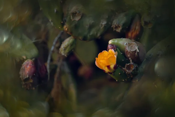 Schöne Orange Kaktusfeigenblüte Auf Einem Kaktus Einem Garten Auf Dunkelgrünem — Stockfoto