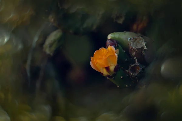 Beautiful Orange Prickly Pear Flower Cactus Garden Dark Green Background — Stock Photo, Image