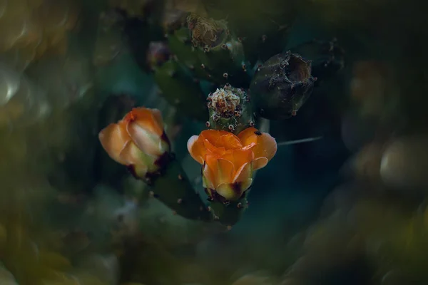 Bela Flor Pêra Espinhosa Laranja Cacto Jardim Fundo Verde Escuro — Fotografia de Stock