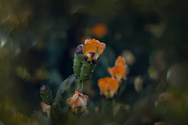 Schöne Orange Kaktusfeigenblüte Auf Einem Kaktus Einem Garten Auf Dunkelgrünem — Stockfoto