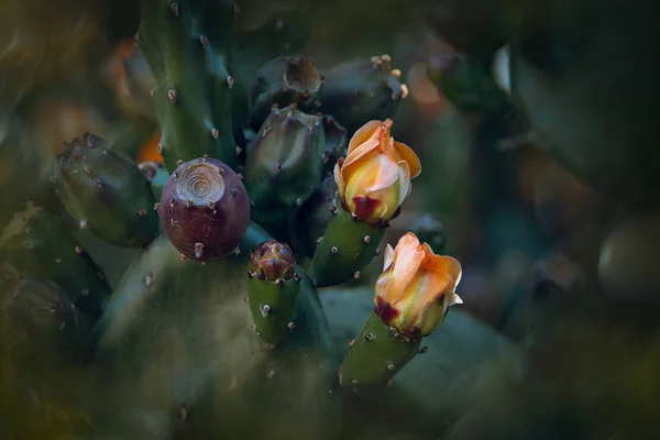 Bela Flor Pêra Espinhosa Laranja Cacto Jardim Fundo Verde Escuro — Fotografia de Stock