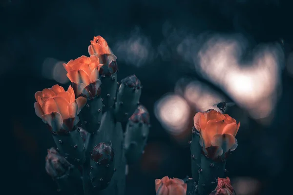 Krásná Oranžová Pichlavá Hruška Květina Kaktusu Zahradě Tmavozeleném Pozadí — Stock fotografie