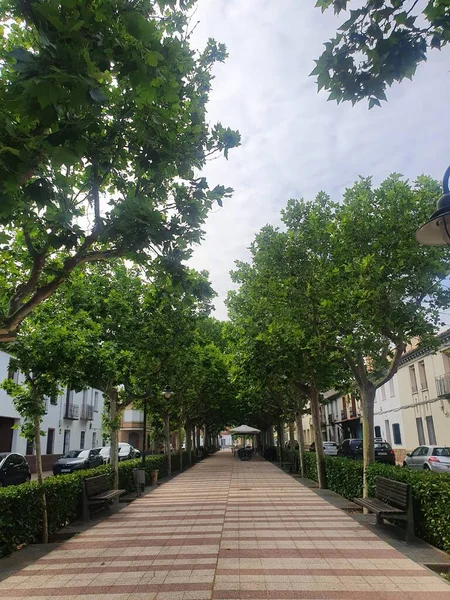 Een Prachtige Steeg Met Groene Bomen Een Zomerdag Een Café — Stockfoto