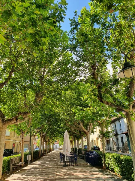 Een Prachtige Steeg Met Groene Bomen Een Zomerdag Een Café — Stockfoto