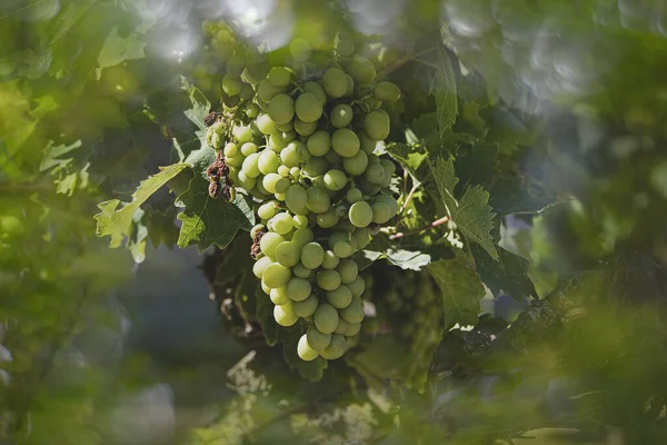 Beaux Grands Raisins Verts Mûrs Sur Vigne Par Une Journée — Photo