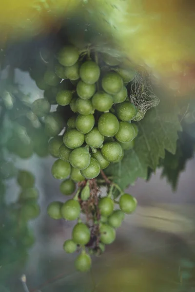 Belas Uvas Verdes Maduras Grandes Videira Dia Quente — Fotografia de Stock