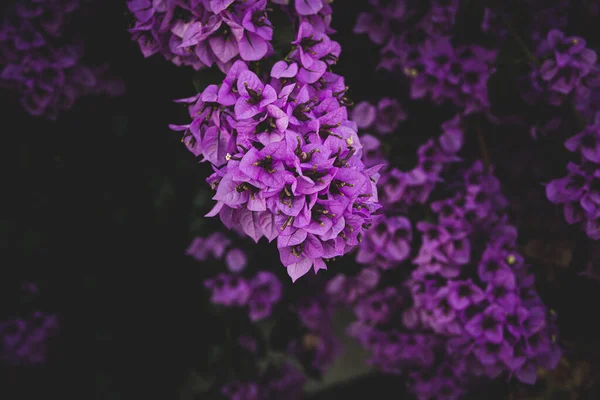 Hermosa Flor Buganvilla Rosa Delicada Árbol Cálido Día Primavera —  Fotos de Stock