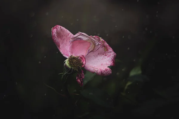 Красива Рожева Троянда Стара Декількома Відсутніми Пелюстками Саду Літній День — стокове фото
