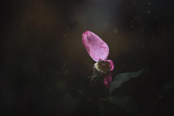 Красивая Розовая Старая Увядающая Роза Несколькими Отсутствующими Лепестками Саду Летний — стоковое фото