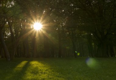 öğleden sonra park sahnesi