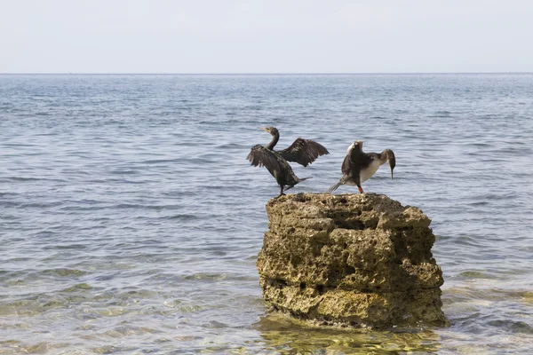 Coppia di cormorano — Foto Stock