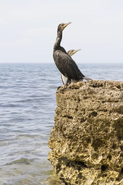 Cormorant on rock — Stock Photo, Image