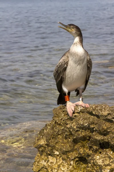 Cormorant — Stock Photo, Image