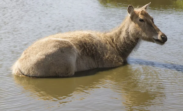 Siberian deer — Stock Photo, Image