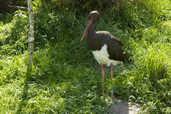 Black stork — Stock Photo, Image