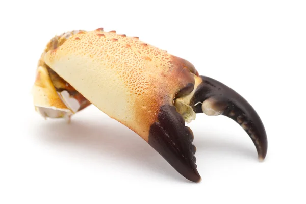 Stone Yengeç pençesi