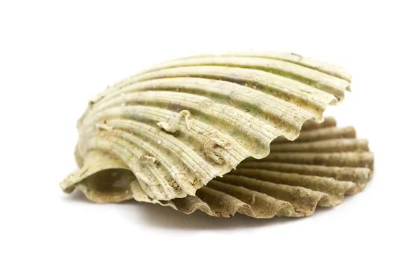 Old shabby scallop — Stock Photo, Image