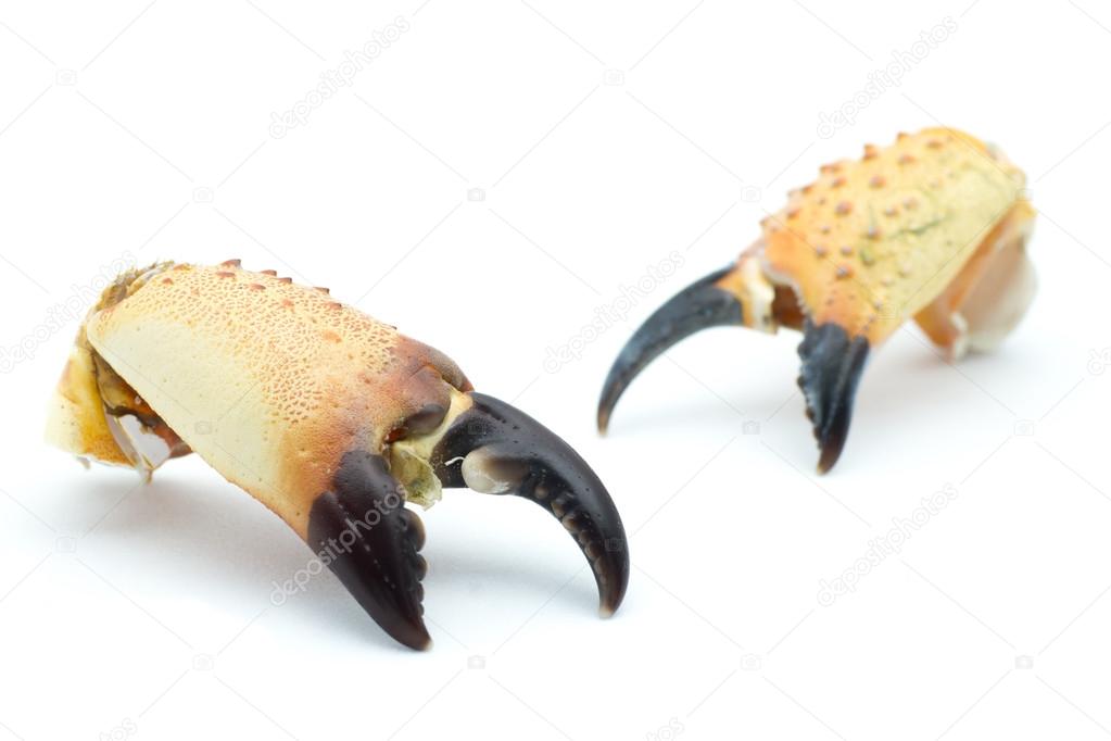 Stone crab claw