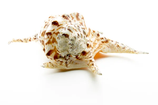 Ornament shell — Stock Photo, Image