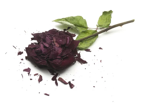 Pralnia złamane róża — Zdjęcie stockowe