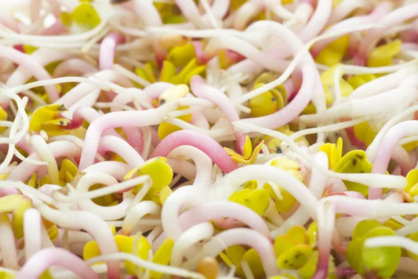 Radish sprouts — Stock Photo, Image