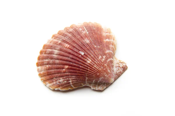 Shell scallop — Stock Photo, Image