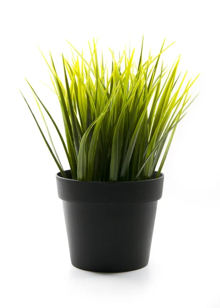 Grass in pot — Stockfoto
