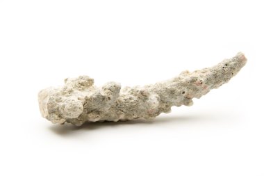 fosil kalıntıları