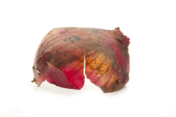 Red onion peel — Stock Photo, Image