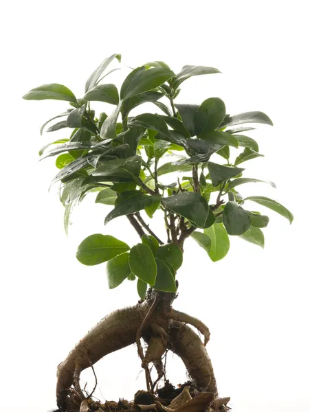 Ginseng Ficus — Zdjęcie stockowe