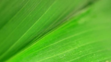 su damla yaprak üzerinde