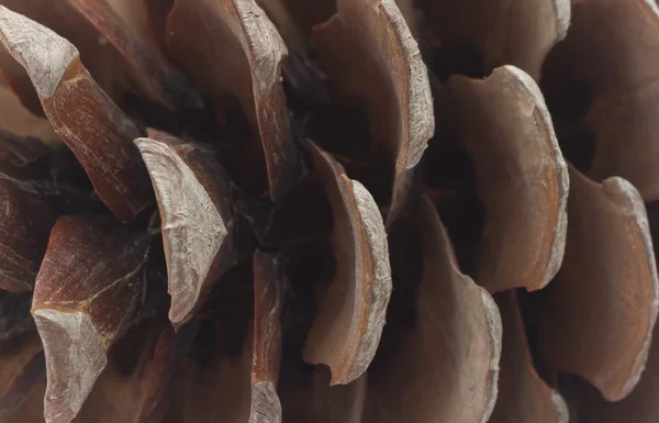 Macro background of pine cone — Stock Photo, Image