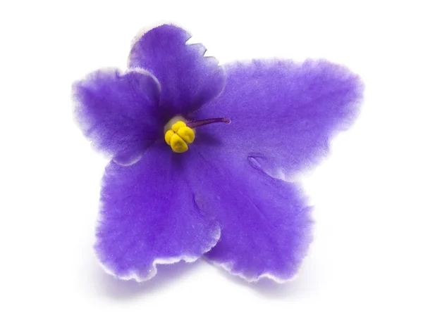 Violet flower — Stock Photo, Image