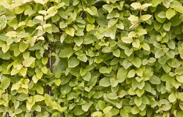 Bahçe sarmaşık arka plan