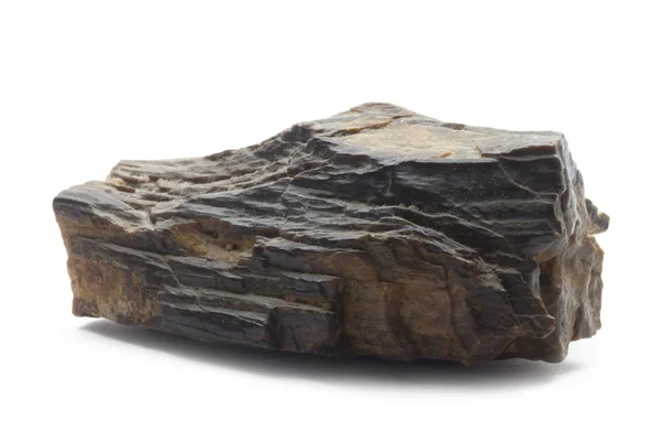 Madeira fossilizada — Fotografia de Stock