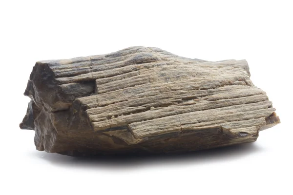 化石的木 — 图库照片